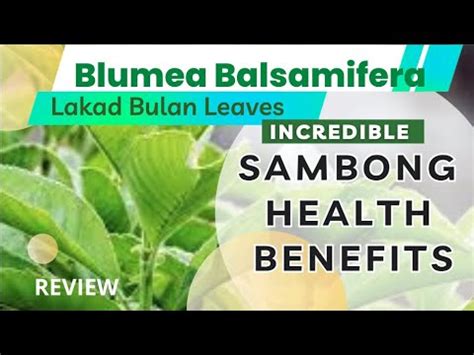 lakad bulan|Sambong Health Benefits/Lakad Bulan Leaves Health Benefits.